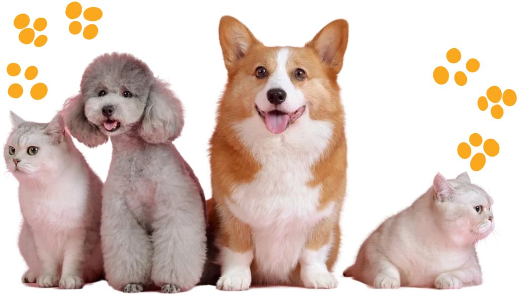 petzago-browse-our-bundled-pet-supplies